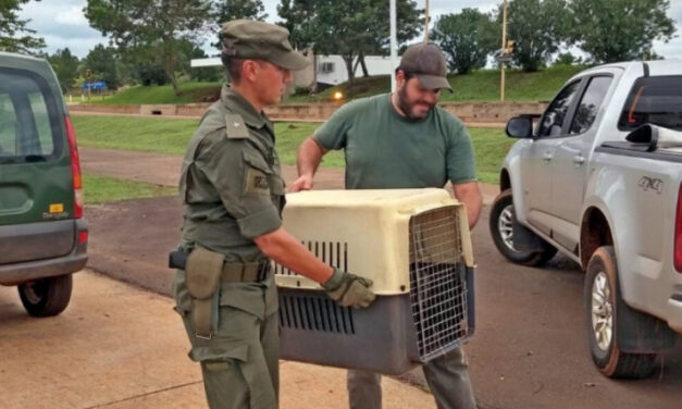 Rescataron un mono carayá herido en inmediaciones del límite entre Corrientes y Misiones