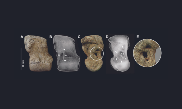 Identificaron enfermedades óseas en fósiles de toxodontes hallados en Corrientes