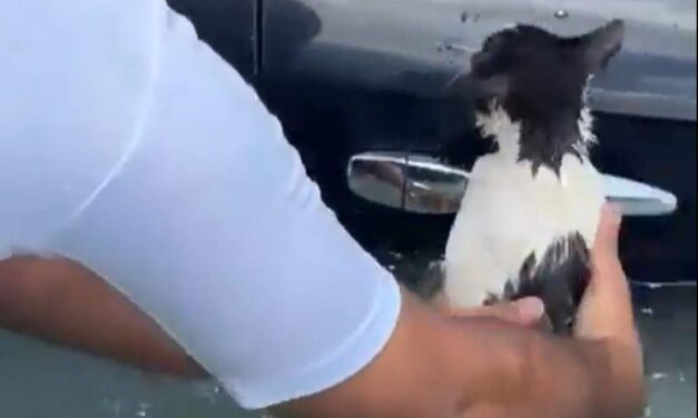 MOMENTO TIERNO: Video: rescataron a un gato de las inundaciones en Dubái