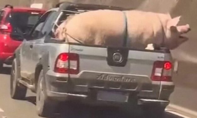 BRASIL: Video: enorme cerdo salta y casi escapa de una camioneta en plena marcha