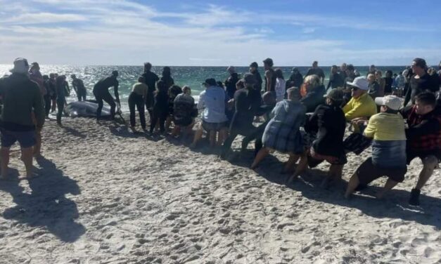 UNAS 26 MURIERON: Al menos 160 ballenas piloto quedaron varadas en una playa de Australia