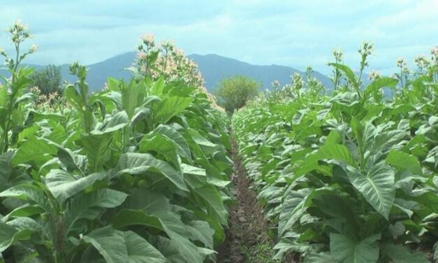 CHACO: Liberan hipotecas a productores tabacaleros de San Martín