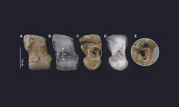CONICET: Identifican enfermedades óseas en fósiles de toxodontes hallados en Corrientes