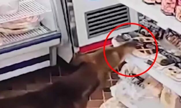 BUENOS AIRES: Un perro se robó una pastafrola de un almacén delante de la empleada