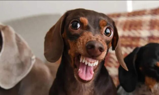 REINO UNIDO: Un perro salchicha le arrancó parte de su rostro a una mujer y se lo comió delante de ella