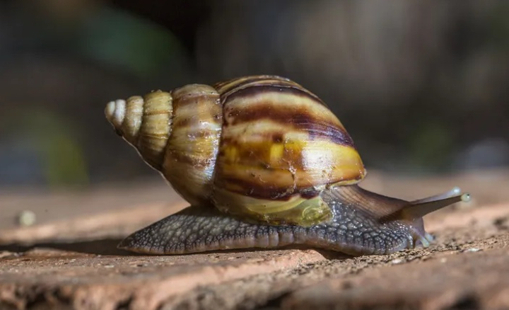 Alertan por la peligrosa presencia en el norte de Argentina de una de las plagas más riesgosas del mundo