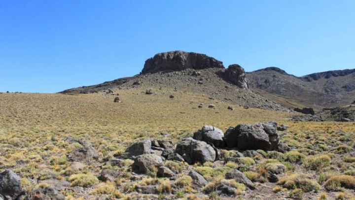 Descubren una nueva especie en los campos volcánicos de la Patagonia argentina