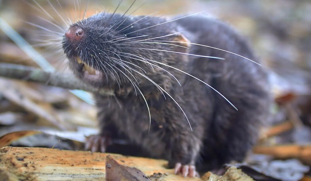 Descubren un ratón que nada y decenas de especies más en una selva peruana