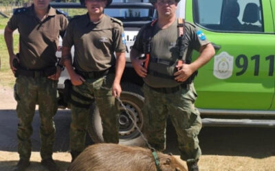 La Policía Rural rescató otro carpincho que era tenido como mascota