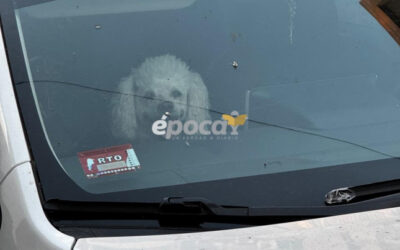 Corrientes: dejaron encerrado a un perro en un auto y la policía tuvo que intervenir