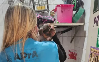 Clausuraron una veterinaria que operaba como un criadero clandestino