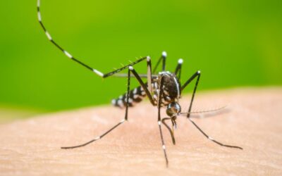 Dengue en Santa Fe: los casos aumentaron 45.8% en la última semana