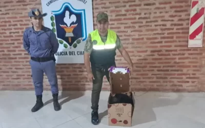 Un mono carayá recibió una descarga eléctrica y fue rescatado por especialistas