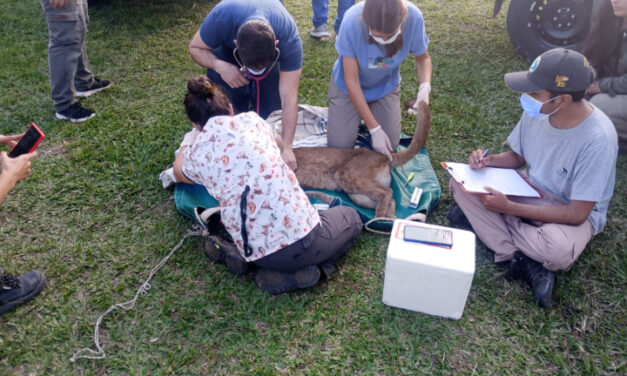 Un puma suelto en un barrio de Goya alteró a vecinos