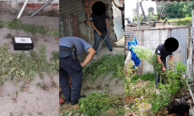 Allanamiento: secuestraron un arma y 28 plantas de cannabis