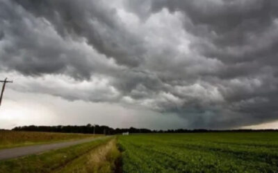 Leptospirosis: cómo anticiparse a una enfermedad que aparece con el calor y la lluvia