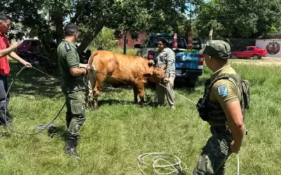 Ituzaingó: multaron al dueño de un animal suelto en plena ruta nacional