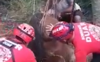 Rescataron a un caballo que se cayó a un pozo ciego de tres metros