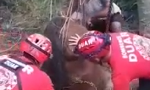 Rescataron a un caballo que se cayó a un pozo ciego de tres metros