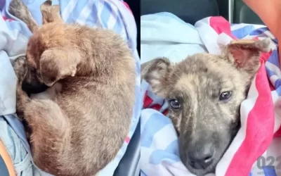 Una familia se rehusa a castrar a sus perras y abandona a los cachorros