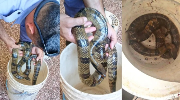 Chaco: rescataron serpientes tras aviso de vecinos