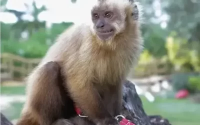 Rescataron a un mono en peligro de extinción