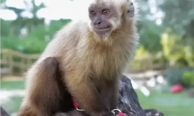 Rescataron a un mono en peligro de extinción