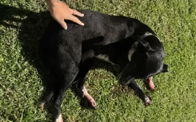 Mataron a una perra comunitaria de un disparo