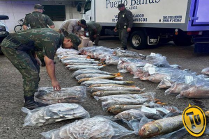 Golpe al tráfico de fauna íctica: incautan más de 700 kilos de especies protegidas en Ituzaingó