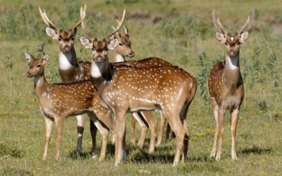 Carne de ciervo axis y chancho salvaje: Corrientes proyecta un frigorífico para industrializar fauna exótica