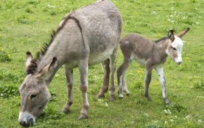 Alberto Samid: «Burros hay para 2 carnicerías y vacas tenemos 50 millones»